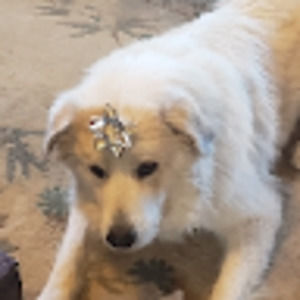 Meet your Posher, Tracie